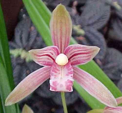 Cymbidium ensifolium
